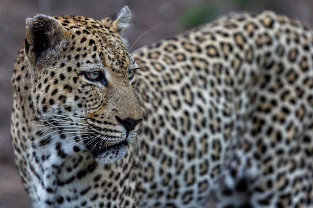 Onguma Nature Reserve-2