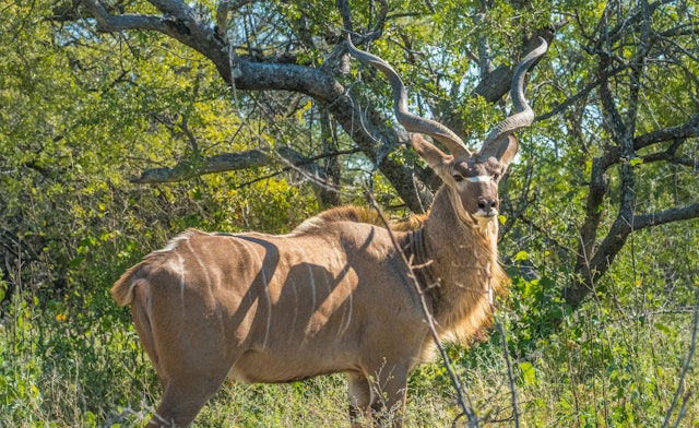 Onguma Nature Reserve-3