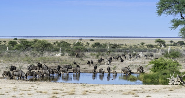 Onguma Nature Reserve-0
