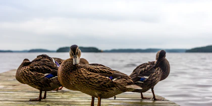 Finnland Mietwagenrundreise 14 Tage: Von der Südküste bis zum Saimaa - Image 4