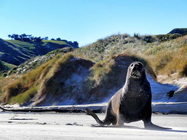 Dunedin-2