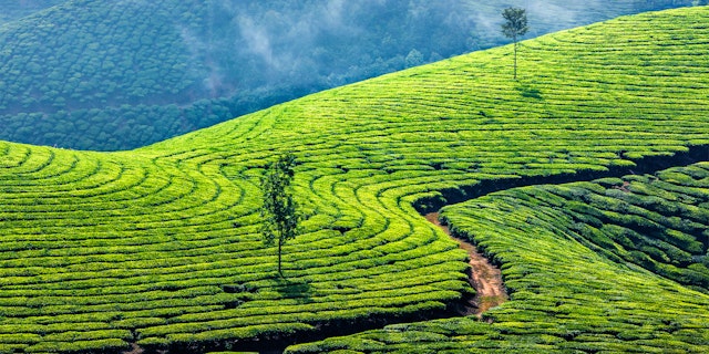 Munnar-0