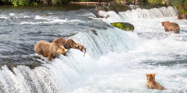 Katmai National Park-7