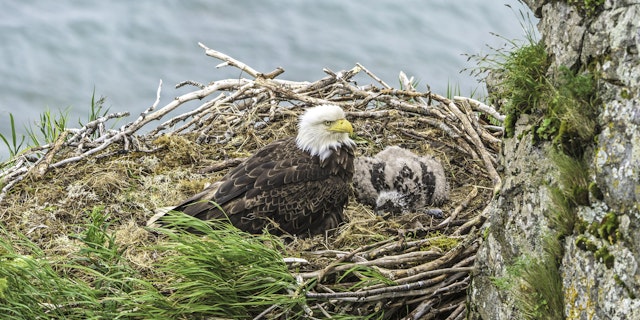 Katmai National Park-1