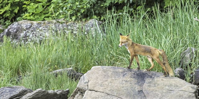 Katmai National Park-8
