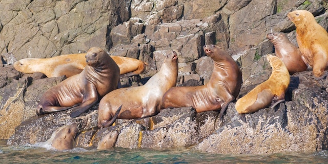 Alaska Urlaub: Bärenabenteuer