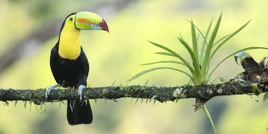 Itinéraire au Costa Rica de 15 jours