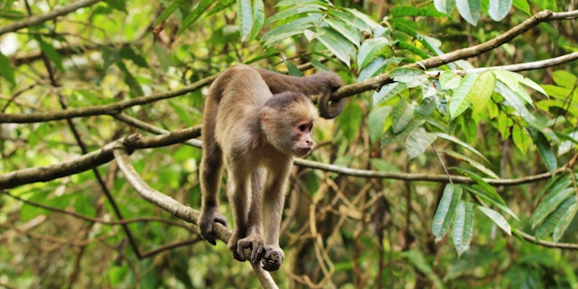 Réserve naturelle de Cuyabeno -2