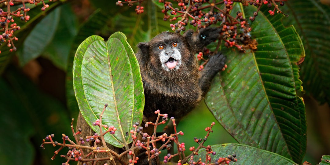 Ecuador-Amazonas-Tour: Von Quito bis zu den Anden
