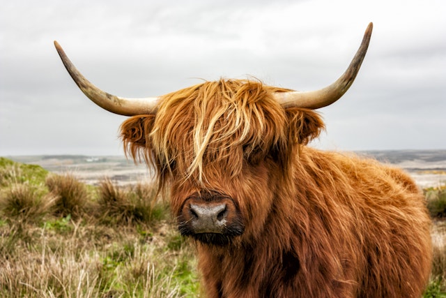 Isle of Islay-2
