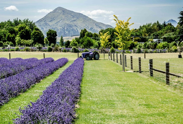 Wanaka-3