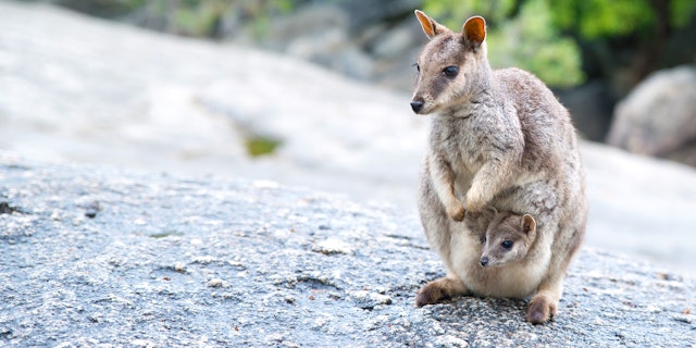 Atherton Tablelands-6