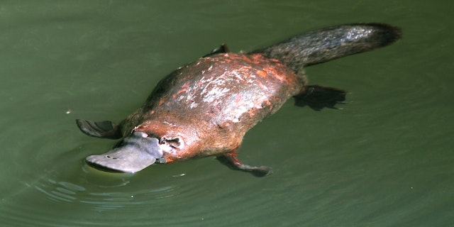 Atherton Tablelands-8