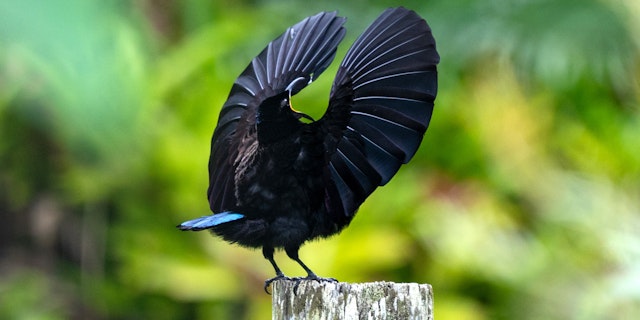 Atherton Tablelands-5