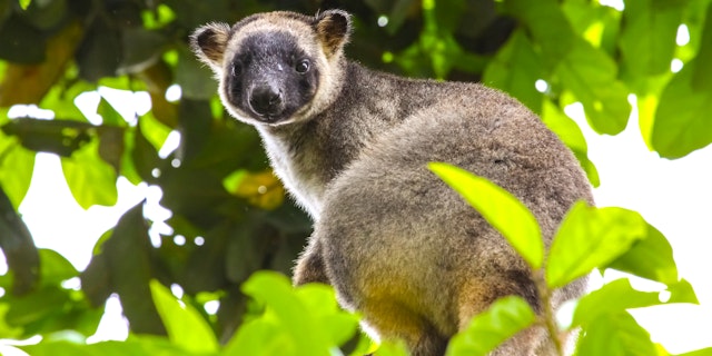 Atherton Tablelands-2