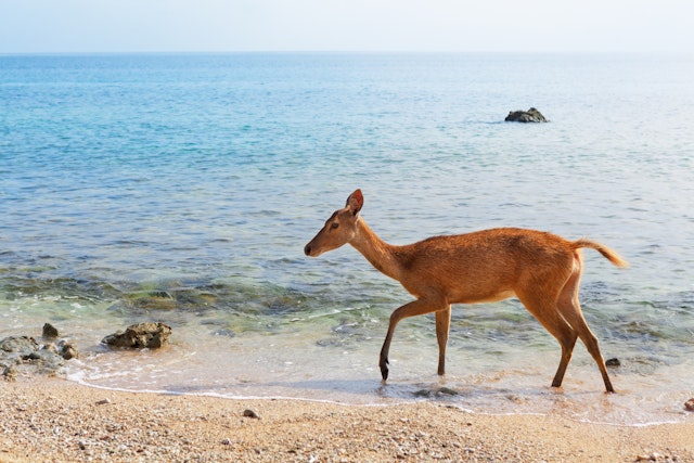 West Bali National Park-0