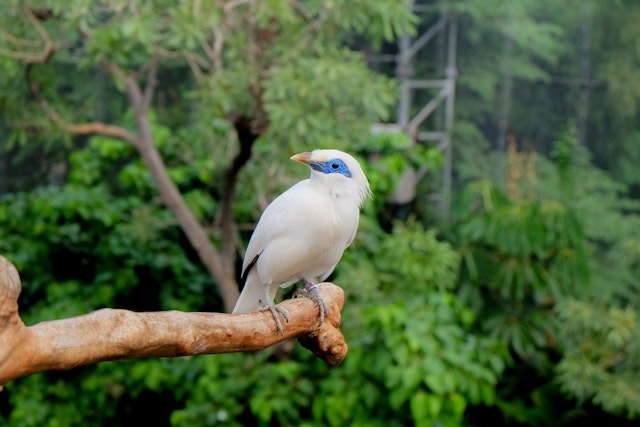 West Bali National Park-0