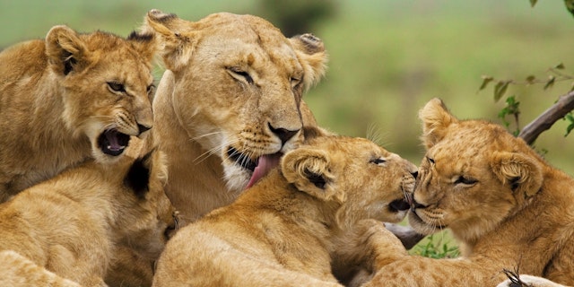 Combiné safari et Zanzibar