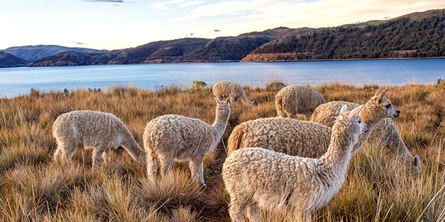 Titicaca See-4