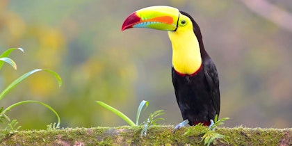 4 Wochen Costa Rica Rundreise mit Stränden und karibischem Flair - Image 4