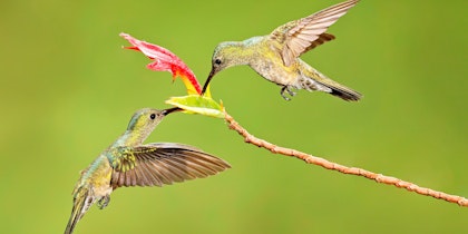 Costa Rica Auto-Rundreise - Image 2