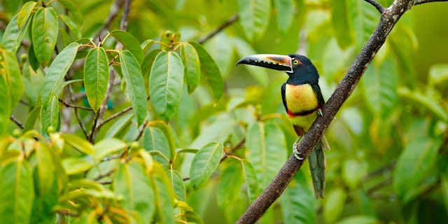 16 Tage Costa Rica Detox Reise
