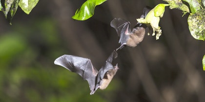 Circuit au Costa Rica avec extension balnéaire - Image 4