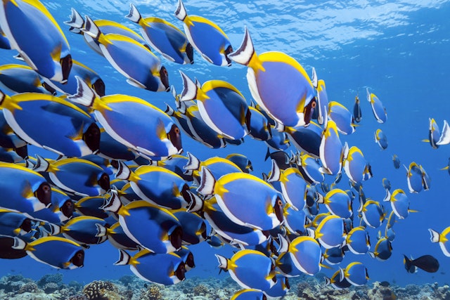 Baa Atoll-4
