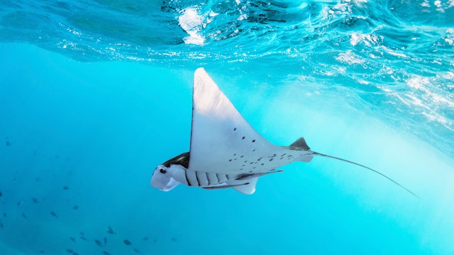 Baa Atoll-1
