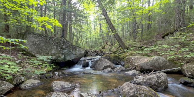 White Mountain National Forest-8