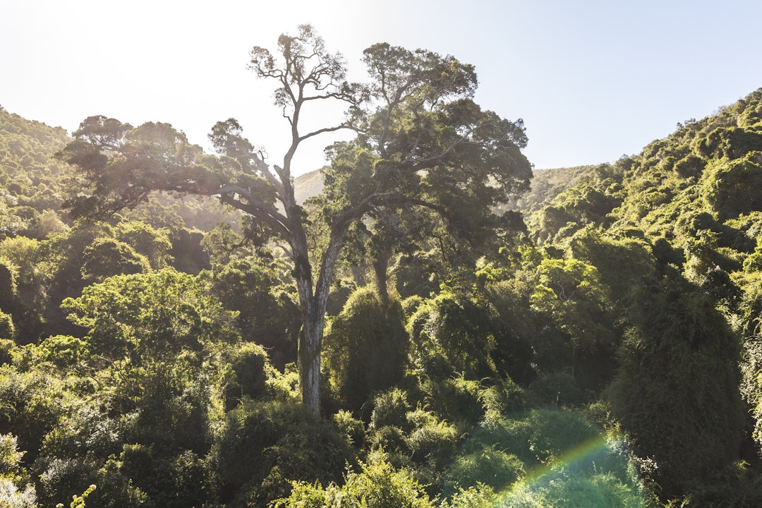 Naturabenteuer auf Südafrikas Garden Route