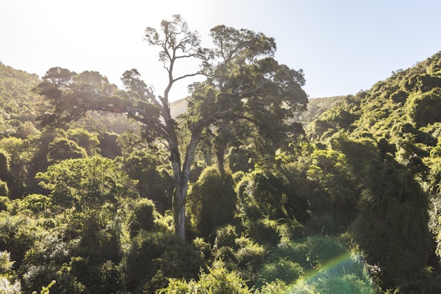 Terra Nova: Familienabenteuer auf der Garden Route