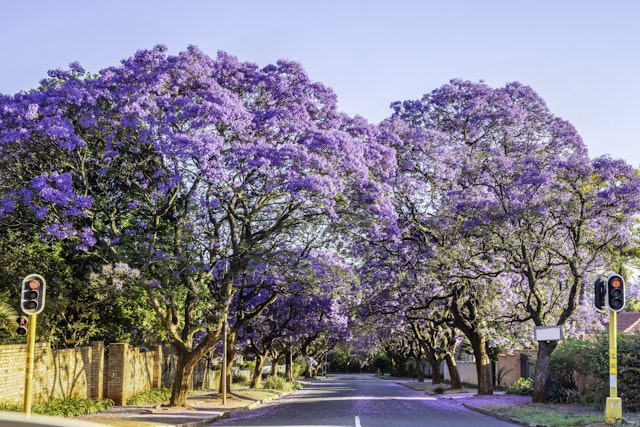Johannesburg-1