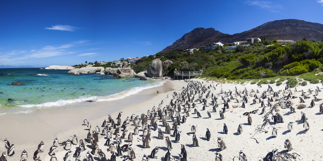 Abenteuer und Natur im Western Cape