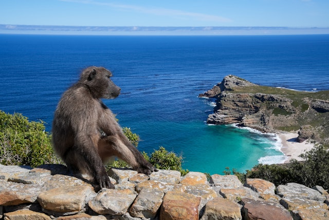 Safari: Wilde Wunder der Garden Route