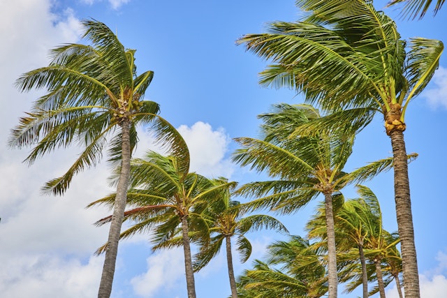Paradise Island-2