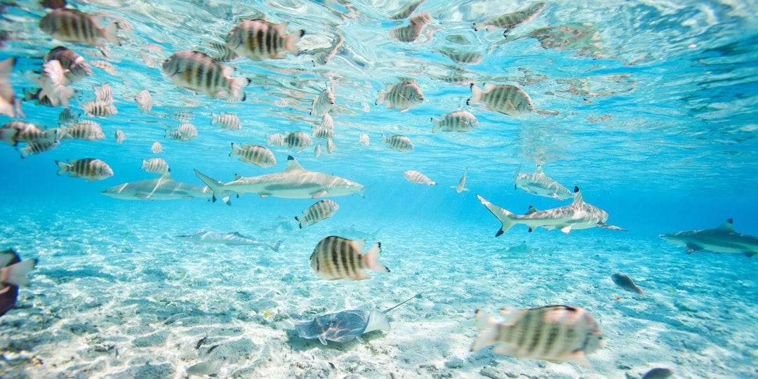 Farbenfrohe Bora Bora Reise 