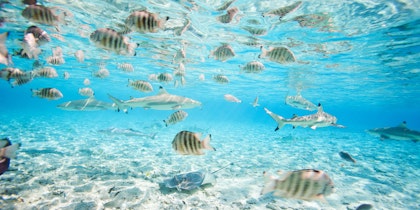 Farbenfrohe Bora Bora Reise - Image 4