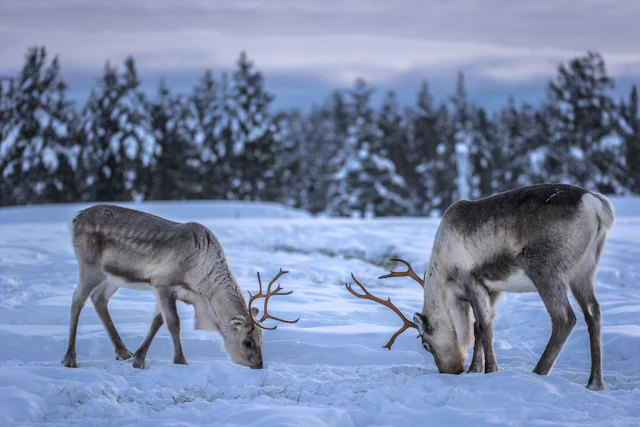Swedish Lapland-10