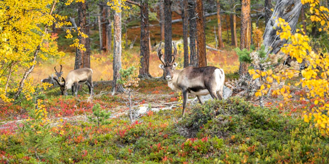 Swedish Lapland-6