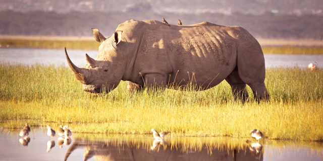 Masai Mara Safari mit Badeurlaub in Diani