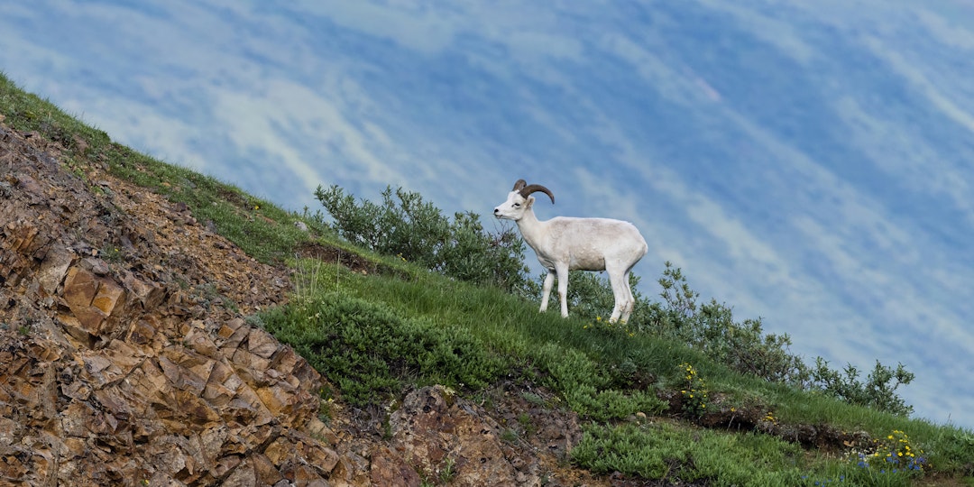 Auf den Spuren der Goldsucher: Alaska & Yukon