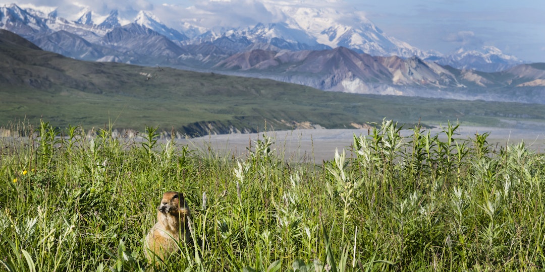 Denali entdecken: Von Fairbanks bis Skagway