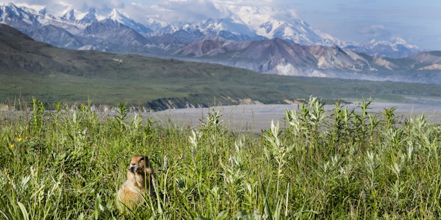 Denali National Park-7