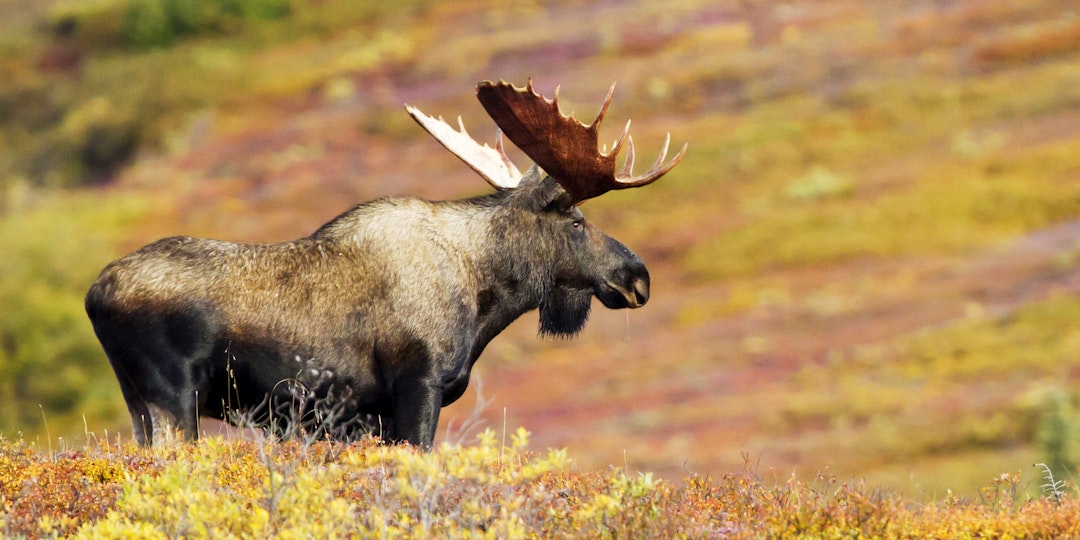 Alaska-Rundreise als Selbstfahrer: 14 Tage On The Road