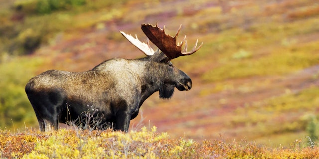 Denali National Park-6