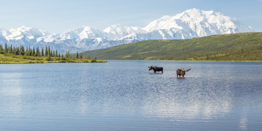 Aventure sauvage en Alaska