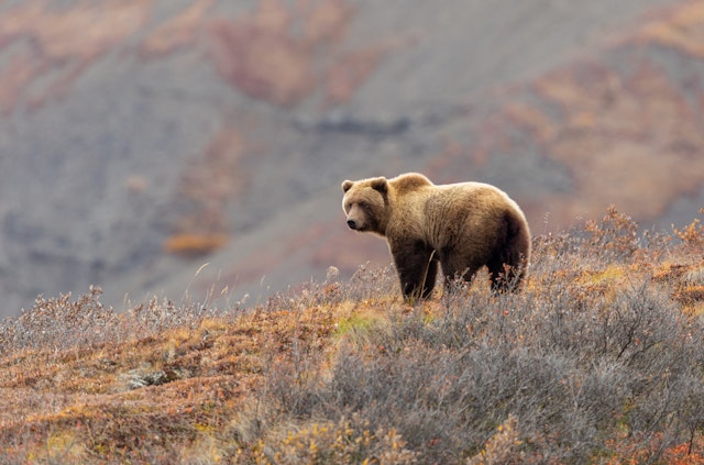 Denali National Park-3