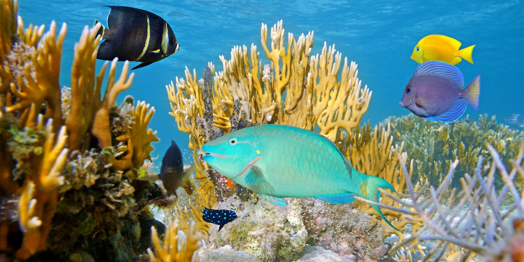 Traumhafter Bahamas Badeurlaub Erleben