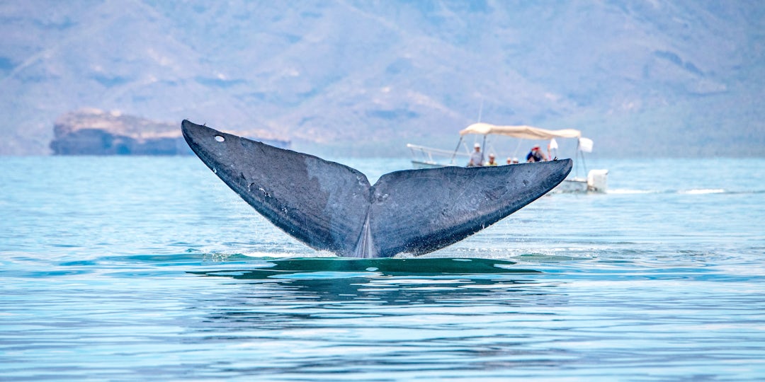 Baja California Rundreise